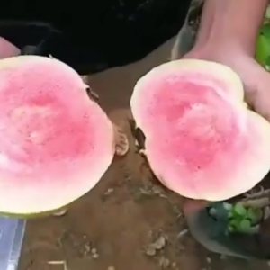 Bibit Jambu Kristal Merah Non Biji Ori Okulasi Cepat Berbuah