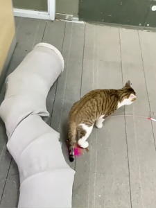 HATELI Collapsible Cat Tunnel S Shape Cat Tunnels for Indoor Cats Kittens Play Tube with Ball Pet Interactive Toys