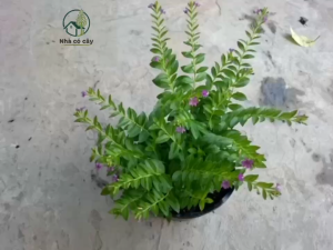 Cây Cẩm Tú Mai - Cây cảnh mini