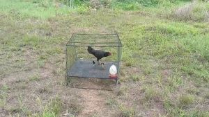 กรงอนุบาลไก่ กรงเลี้ยงไก่ 80 เซน ยาว 80 เซน สูง 70 เซน แข็งแรง คุณพร้อมใช้งานได้ดี