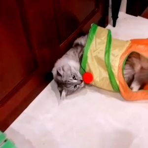 เล่นน้องแมว อุโมงค์แมวสายรุ้งพับได้ ช่องยาว พับได้ สนุกสนุกให้กับสัตว์เลี้ยง