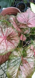 บอนสีสาวนครชัยศรีฟอร์มกอมี5ตันอยู่ในกระถาง11"ราคา280