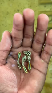 💛 Platinum Yellow Tiger Guppy – Premium Fancy Guppy Fish 💛