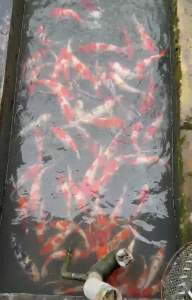 TOP PREMIUM GRADE 15” sizes ( JAPAN BLOODLINE ) 3pcs RM1440 + shipping RM150 ( 3 XL BOX ) - RANDOM PICKS BY SIFU FARMER