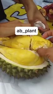 Bibit Durian Matahari Kaki 3 Okulasi Super Cepat Berbuah