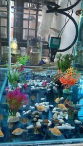 JOE Aquatic Water Cleaning Agent