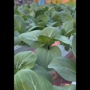 CHIATAI 🇹🇭 ผักซอง เจียไต๋ F037# 10เมล็ด เมล็ดพันธุุ เมล็ดผัก เมล็ดพืช ผักสวนครัว