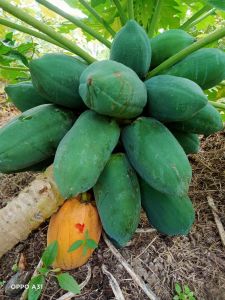 เมล็ด มะละกอเตี้ย 200เม็ด130