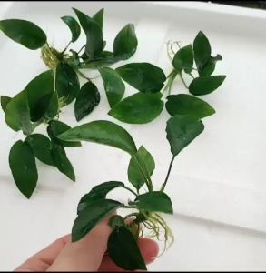 Anubias barteri var. nana - Aquatic Plant (Aquascape/Aquarium/Moss/Shrimp/Fish/Vivarium/Plant)