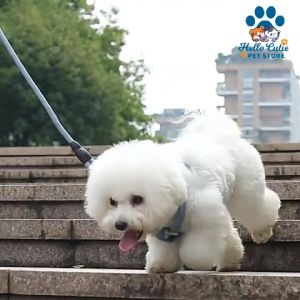 Hello Cutie-Outdoor Dog Leash with Foam Handle Adjustable Fabric Chest and Back Strap for Big Medium  Small Dogs
