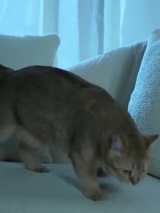 Mainan Bola Untuk Kucing Bersuara Binatang Dapat Diisi Catnip Worry Pet Stress - Animal Sounds Ball - Pet Cat Toy