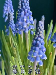 Bô 3 Củ Hoa chuông nho lục bìnhmuscari