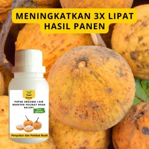 Pupuk Kecapi Cepat Berbuah / Pupuk Pelebat Buah Kecapi / Pupuk Booster Kecapi Cair