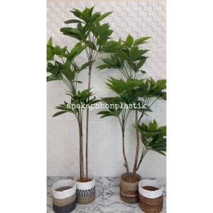 Pohon Artificial Pohon Imitasi Daun Manggis Variasi Tinggi 150 & 170 Cover Seagrass Dekorasi Sudut Cafe Aesthetic