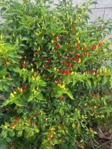 Hawaiian Chili Pepper SEED`S