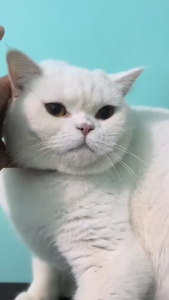 NOVAMOS Tisu Pembersih Mata dan Telingga Kucing dan Anjing isi 150 pcs