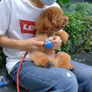 CHUN053634 Waterproof Pet Boots Shoes Socks with Adjustable Drawstring Anti-Slip Small Puppy Sock Shoes Pet Supplies Cats Dogs Rubber Socks