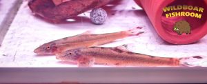 Spotted Sumatra Hillstream Loach (Homaloptera ocellata) | Live animal