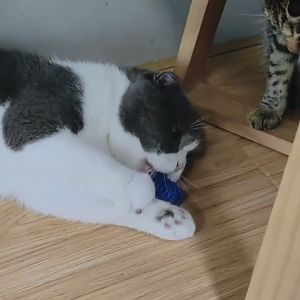 🔥 4 ชิ้น ของเล่น สปริงแมวสีสันสดใส ป้องกันการกัด ทนต่อการสึกหรอ ปลอดภัย, และปลอดสารภิษ 🔥