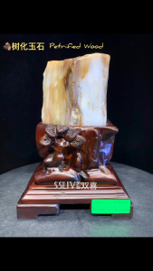 Petrified Wood fossil tree🌳 树化玉|古木成玉,稳重守财 亿万年前的古树