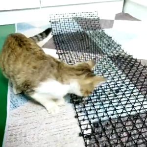 Tikar Pengusir Kucing Taman: Solusi Anti-Kucing & Anjing