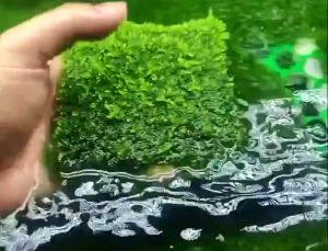 Vỉ Inox ươm rêu Vỉ ươm ráy Vỉ ươm rêu Vỉ Inox