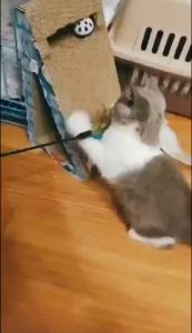 Tongkat Bulu Warna Stick Mainan Kucing Interaktif Cat Toys Aksesoris Hewan Peliharaan