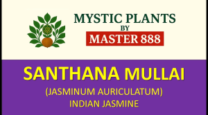 LIVE PLANT : MULLAI (முள்ளை) JASMINUM AURICULATUM • INDIAN JASMINE • TAMIL MULLAI • WILD JASMINE • MALAI MULLAI