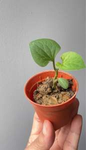 Fishwort 鱼腥草 Chameleon Plant Pokok Ikan Hanyir Fish Mint Houttuynia Cordata Herba Edible