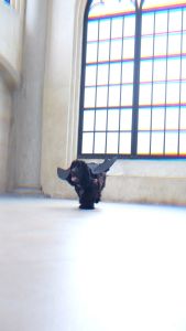 BAT WING (สำหรับน้องหมาน้องเเมว)