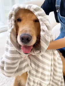 【Meoof】 Pet Bathrobe Full Cover Dog Cat Bath Towel Cloth Poodle Bichon Corgi French Bulldog Golden Retriever Fast Drying Water Absorption Towel 狗狗浴袍全包裹贵宾比熊法斗柯基金毛浴巾速干吸水毛巾