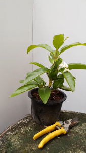 ต้นบุหงาบาหลี กระถาง5.5นิ้ว ดอกมีกลิ่นหอม  บุหงาส่าหรี