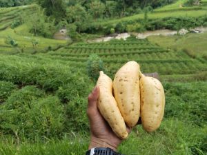 Ubi madu Cilembu Asli 1kg Arben