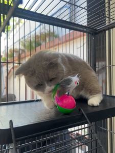 Đồ Chơi CẦN CÂU BẰNG THÉP GIẢI TRÍ CHO MÈO