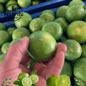 ถูกมาก มะนาวแป้นเพชรบุรี ปลอดสาร ราคาถูก ลูกใหญ่ น้ำเยอะ มะนาว