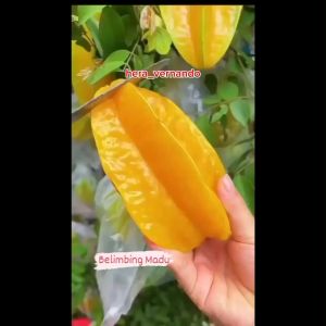 Bibit Belimbing Madu Jumbo Super Okulasi