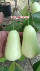 Bibit jambu air Taiwan super green TSG super okulasi