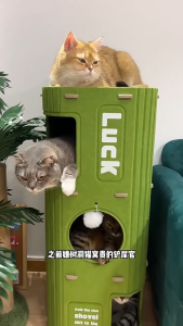 3in1 2 Floors/3 Floors Cat House All-in-one with Holes Cat Bed Cylindrical Green Cat Castle House Pet House Malti-Layer Cat Nest