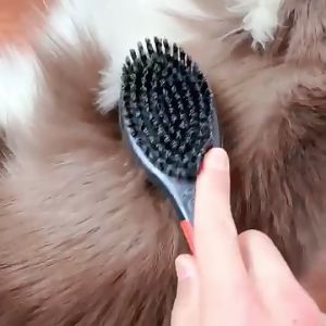 The Ultimate Guide to the Wooden Handle Dog Brush: A Durable Double Sided Grooming Tool