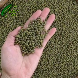 ถั่วเขียว 1 กิโล mung bean ราคาถูก  bean sprout ตราเรือหงส์ ถั่วเขียวทำขนม ถั่วเขียวเพาะ ถั่วเขียวปลูก ถั่งงอก