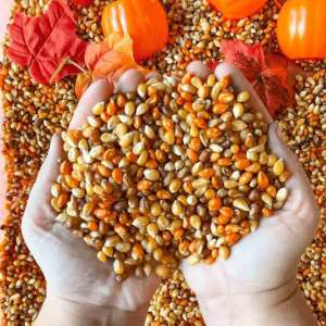 (พร้อมส่ง🇹🇭)Autumn - Fall Sensory Play พร็อพธีมฤดูใบไม้ร่วง -Sensory Play by KT