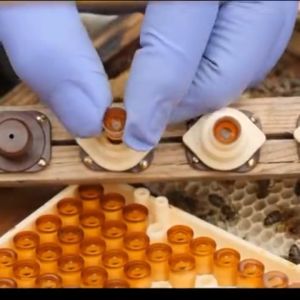 Kotak Lebah Madu & Alat Ternak Lebah: Panduan Lengkap