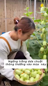 Hạt giống dưa chuột ngọc nữ-gói 10 hạt(tặng kèm phân bón)