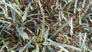 Hemigraphis Repanda /（Dragons Tongue purple-terrarium/paludarium/vivarium/gardening/rainforest landscaping