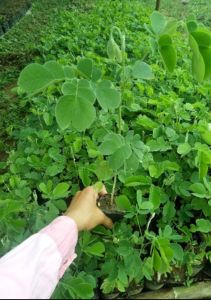 ต้นจามจุรีฉำฉาก้ามปู(1ชุดมี20ต้น 250บาท)