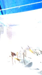 Random Colour Angelfish /Live Fish / F freshwater/杂神仙鱼