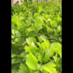 AAA 🇹🇭 ผักซอง สามเอ เบบี้คอส มินิคอส ผลิตภัณฑ์เมล็ดพันธุ์ ผักซอง เมล็ดพันธุ์ผัก เมล็ดผัก ผักสวนครัว ตรา สามเอ