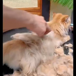 Pet Knot Brush Detangling Rake Comb for Dogs Cats Shedding Remover Grooming Tool Reduces shedding by up to 97.9%