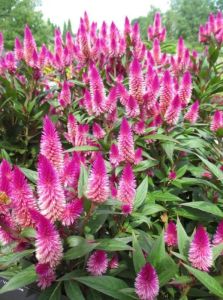 30 BIJI BENIH BUNGA CELOSIA ARGENTEA