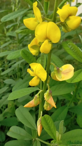 Daun Jati Cina Segar 500 gram / Daun Jati Cina Fresh 1 kg Herbal Alami